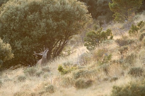 Cerf élaphe