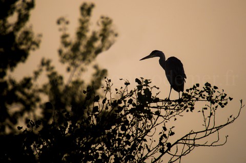 Heron