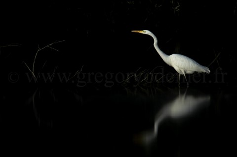 Grande Aigrette