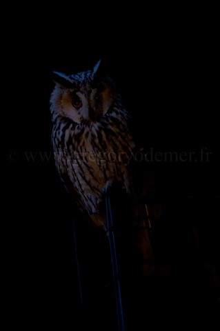 Hibou moyen duc