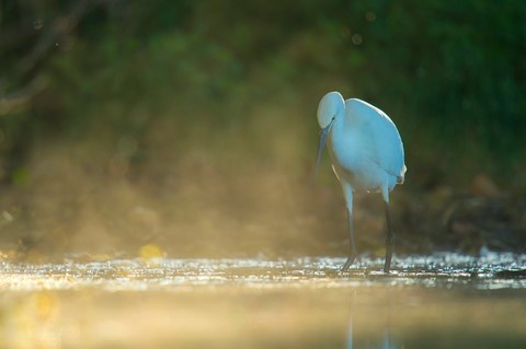 Grande aigrette