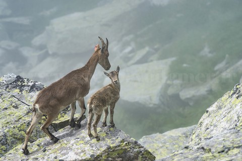 Bouquetin pyrénéen