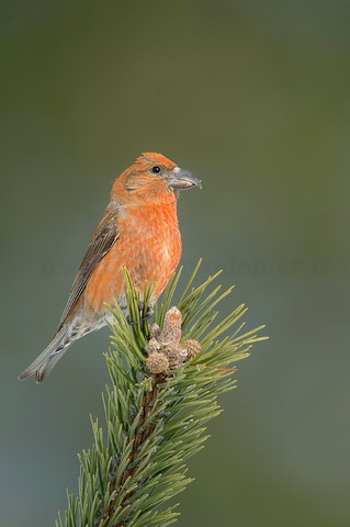 Bec croisé des sapins