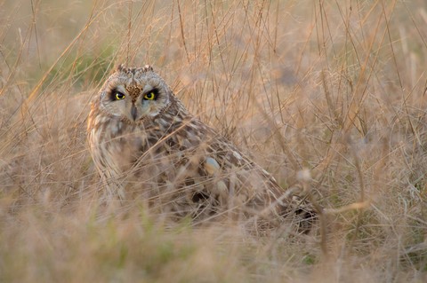 Hibou des marais