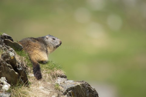 Marmotte