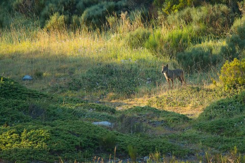 Loup gris