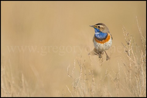 Gorge bleue