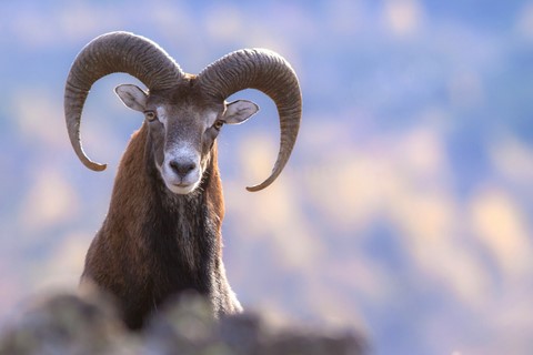 Mouflon