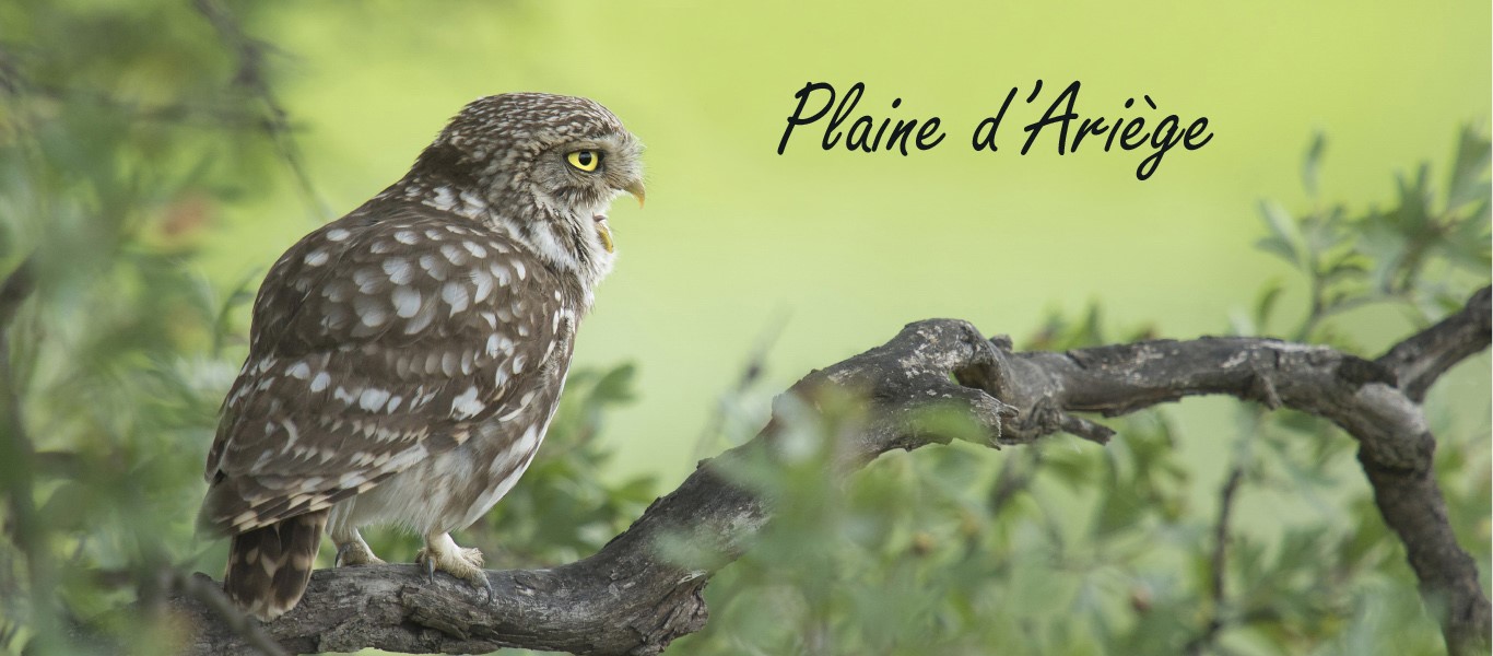 Plaine d'Ariège Grégory Odemer