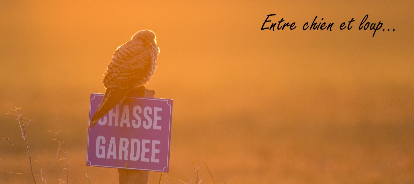 Entre chien et loup GREGORY ODEMER