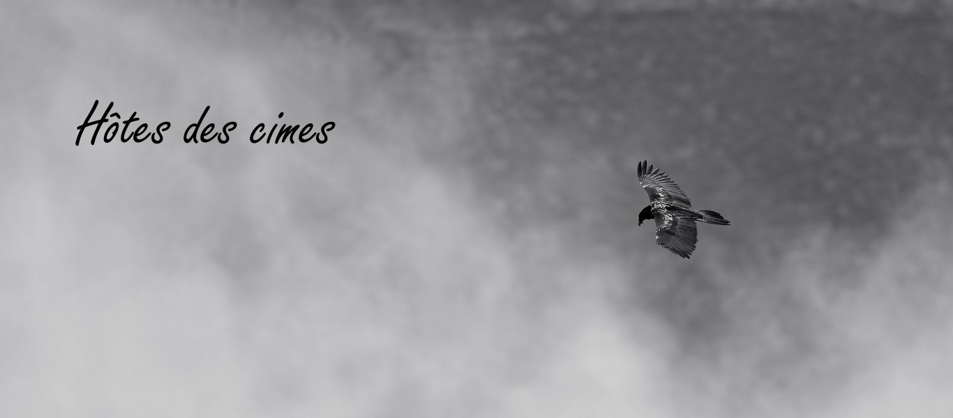 Hôtes des cimes Grégory Odemer